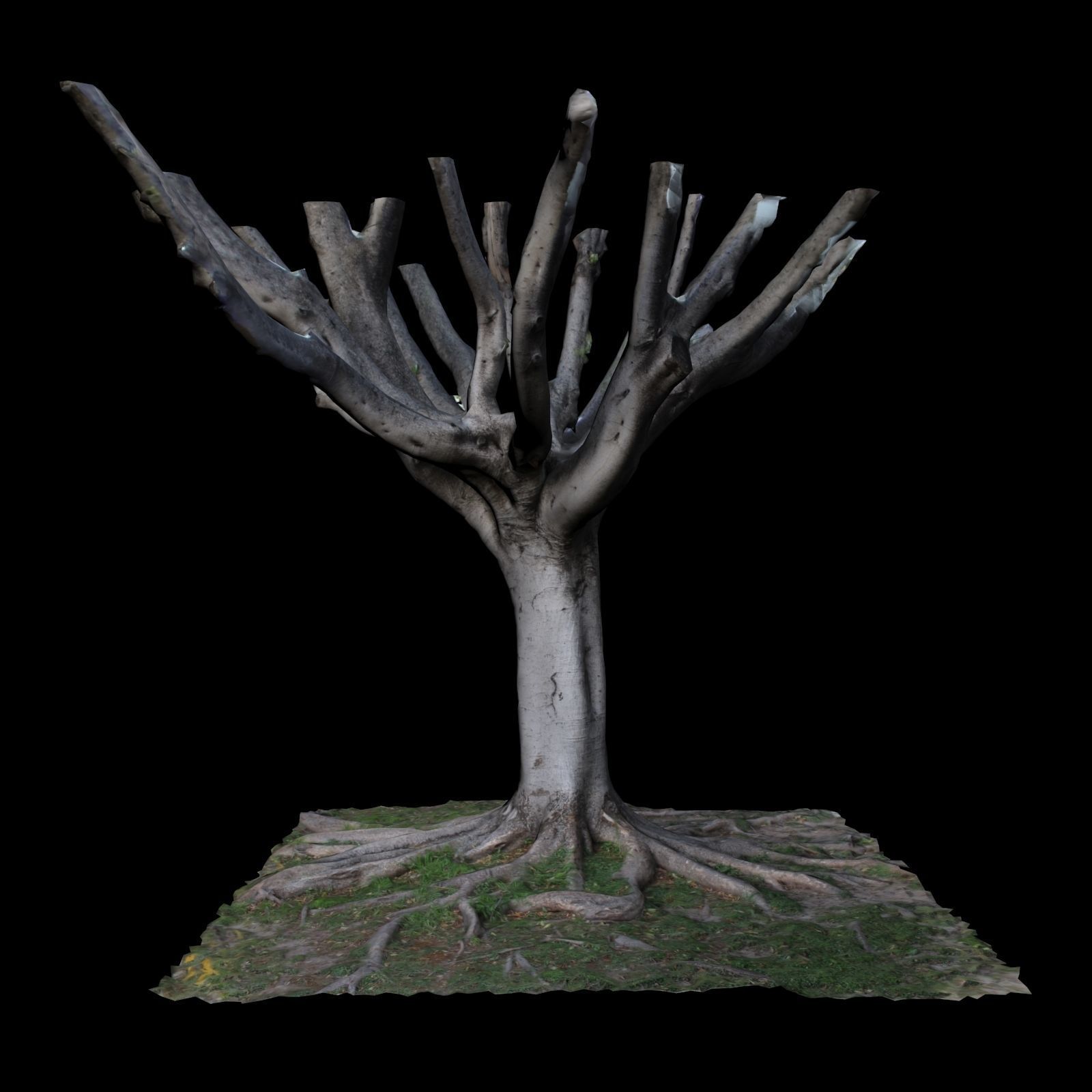 Ficus tree with no leaves 3D model_2