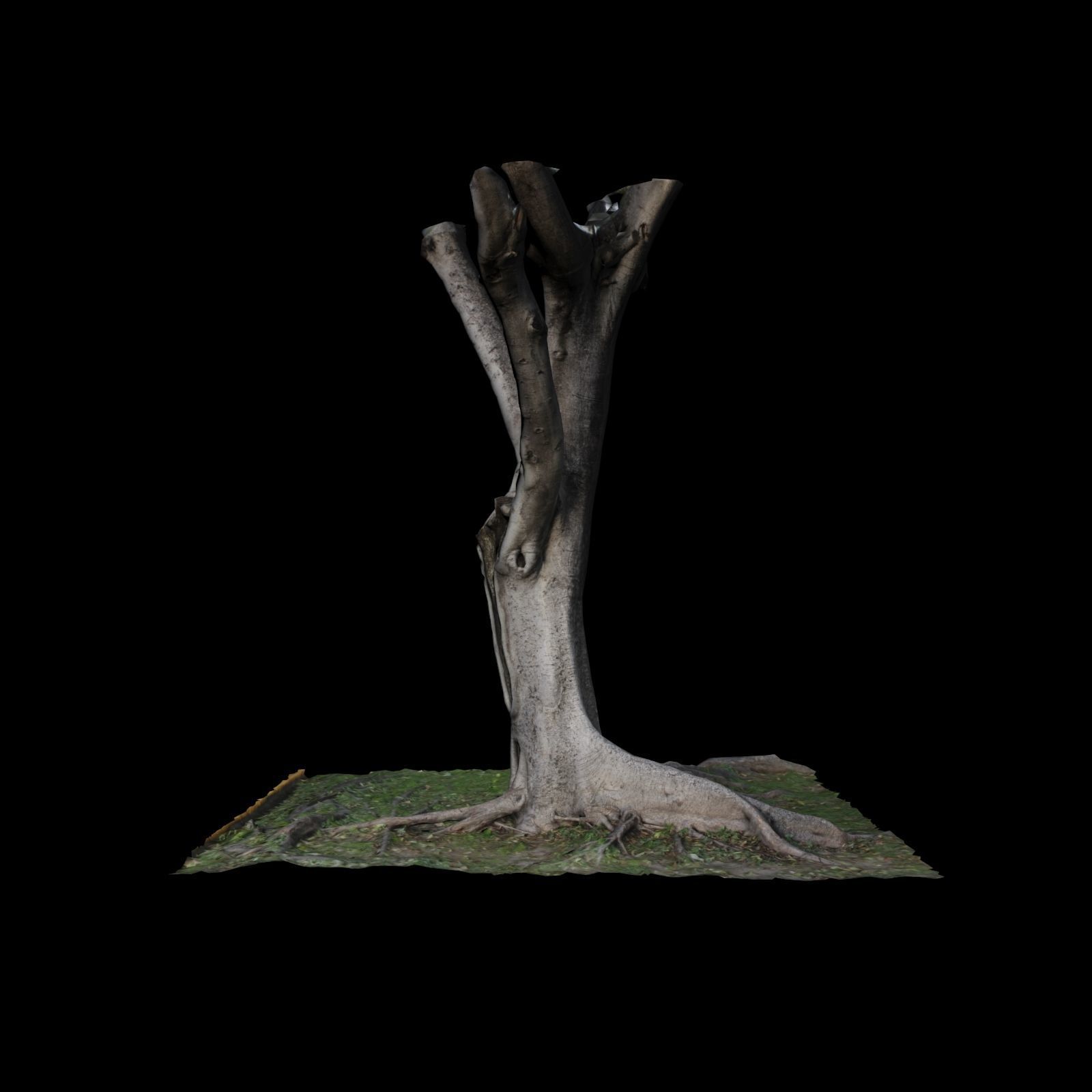 Ficus tree with branches 3D model_5