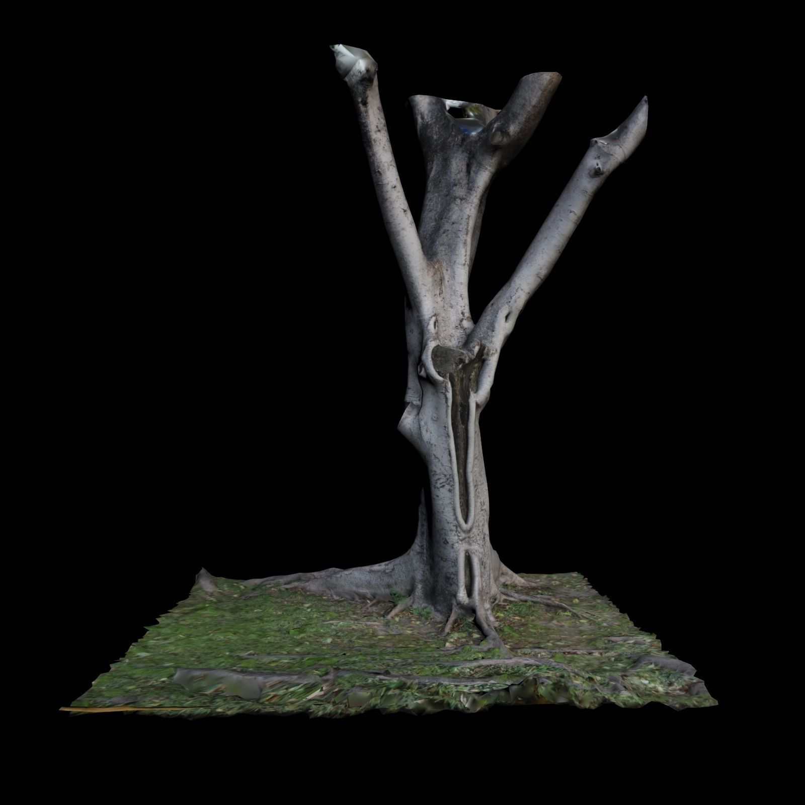 Ficus tree with branches 3D model_2