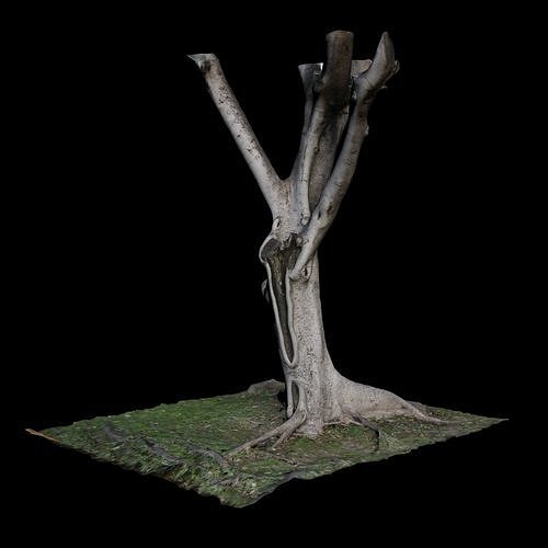 Ficus tree with branches 3D model