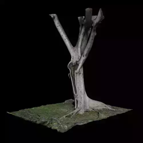 Ficus tree with branches 3D model