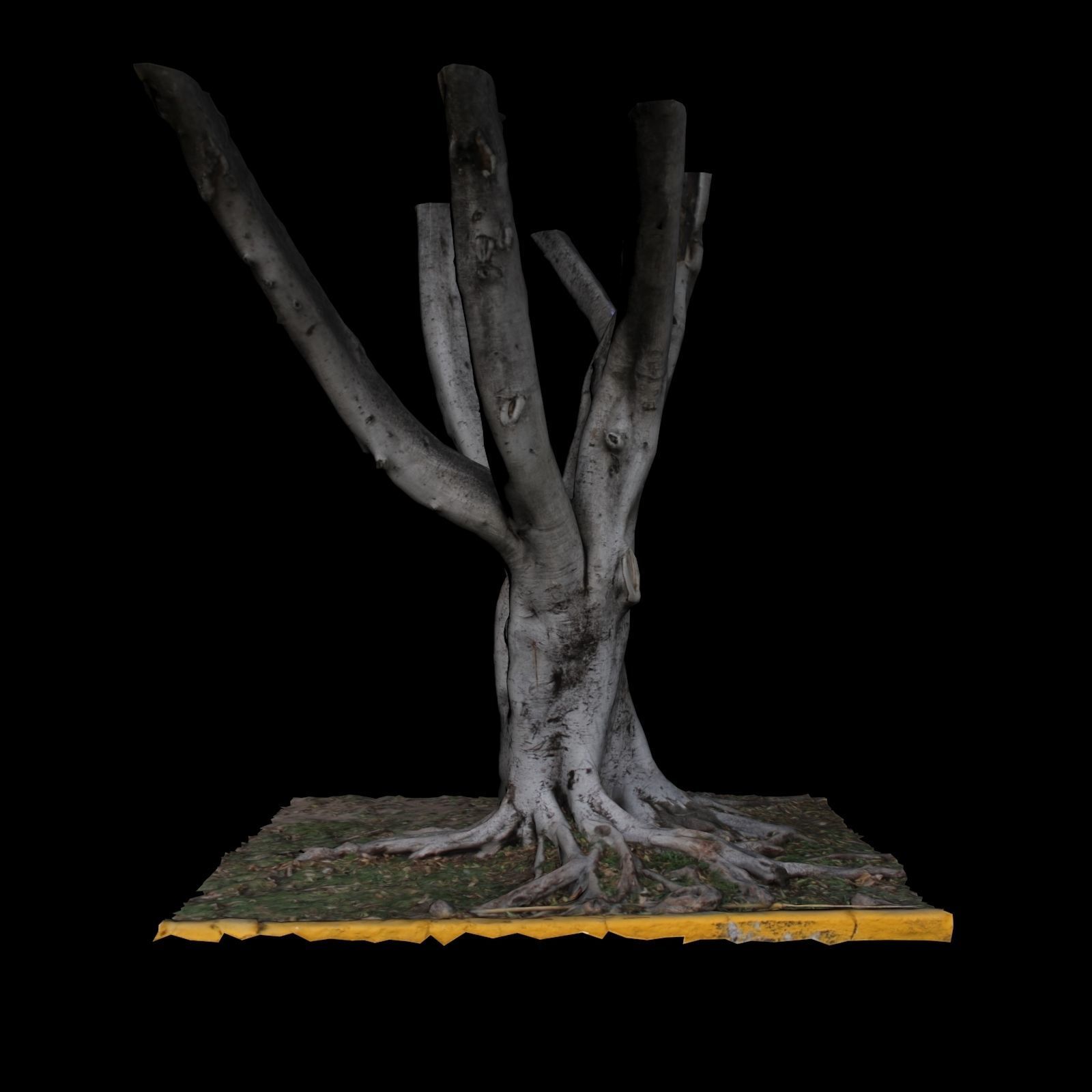 Ficus tree 3D model_2