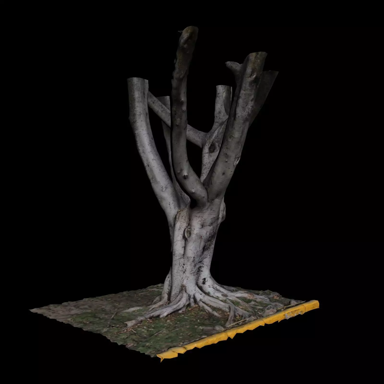 Ficus tree 3D model_0