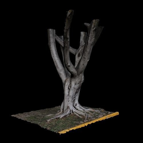 Ficus tree 3D model