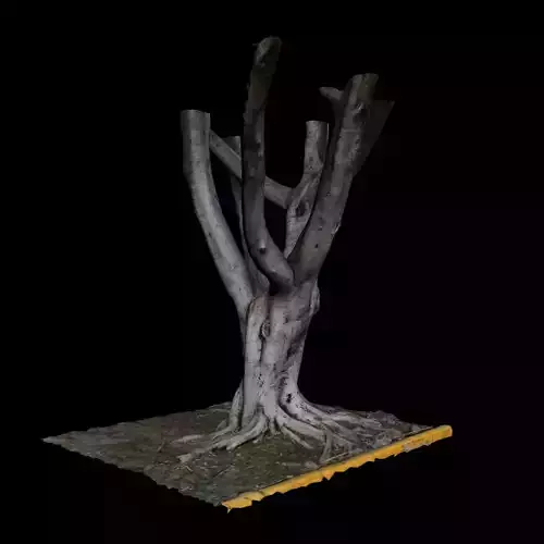 Ficus tree 3D model