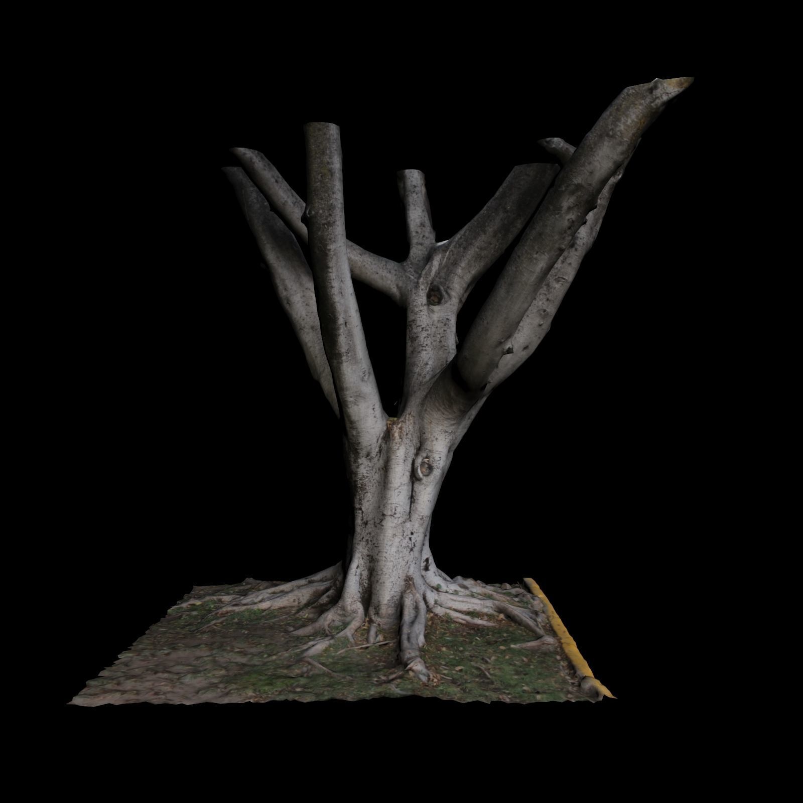 Ficus tree 3D model_5