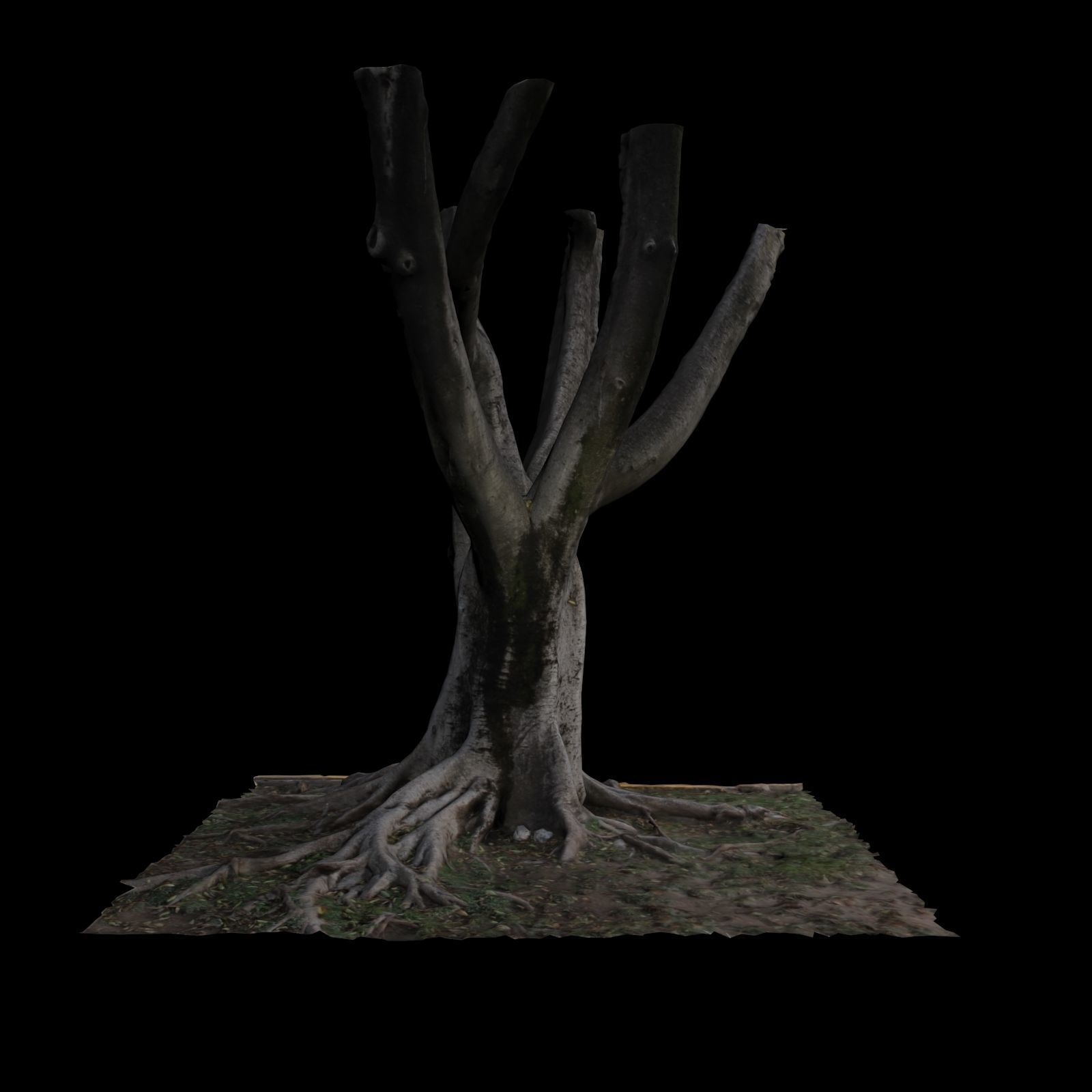 Ficus tree 3D model_4
