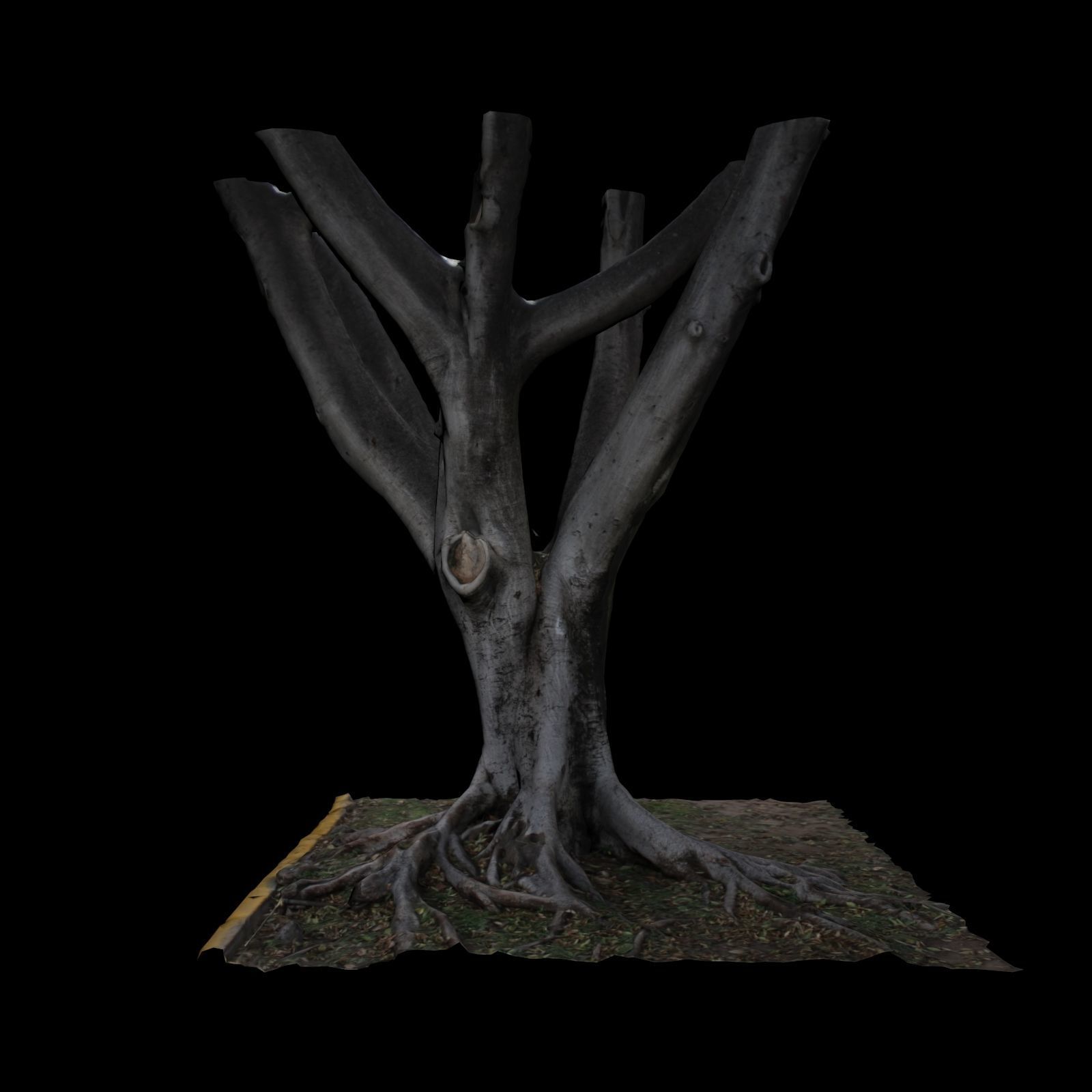 Ficus tree 3D model_3