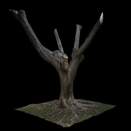 Ficus tree 3D model