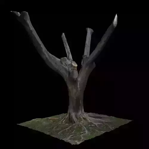Ficus tree 3D model