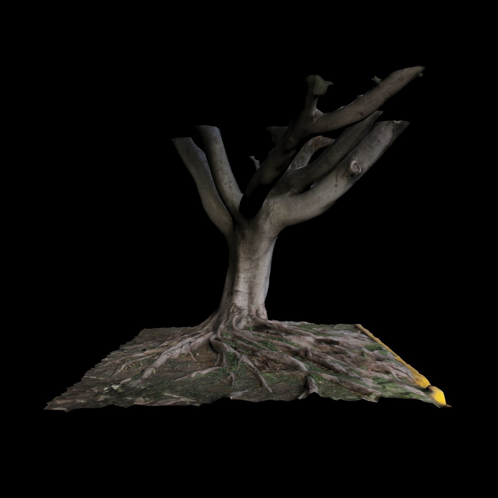 Ficus tree 3D model_5