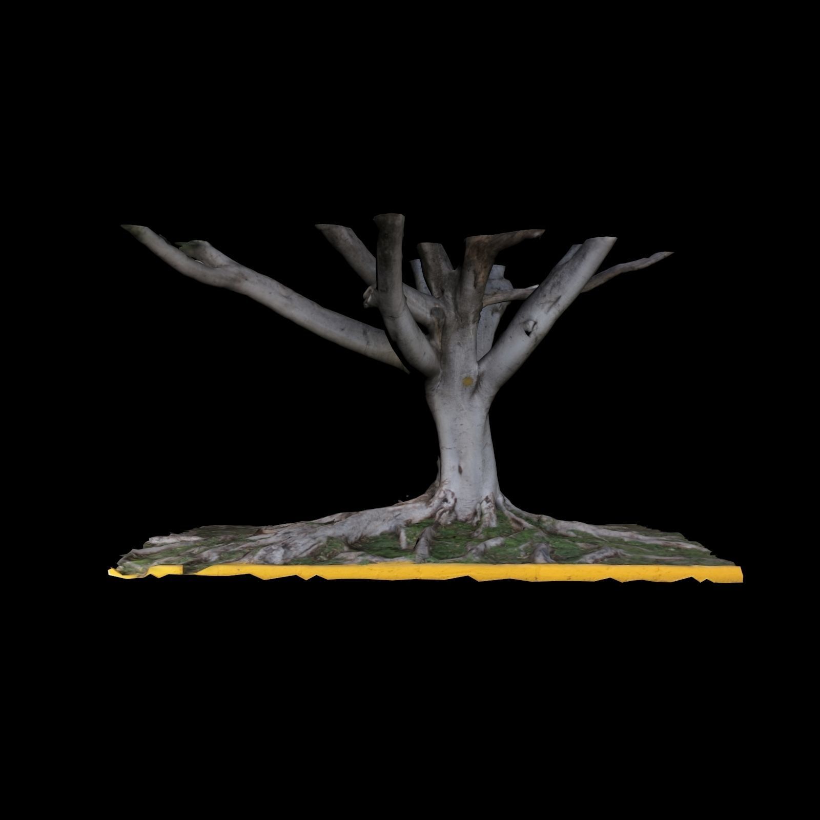 Ficus tree 3D model_2