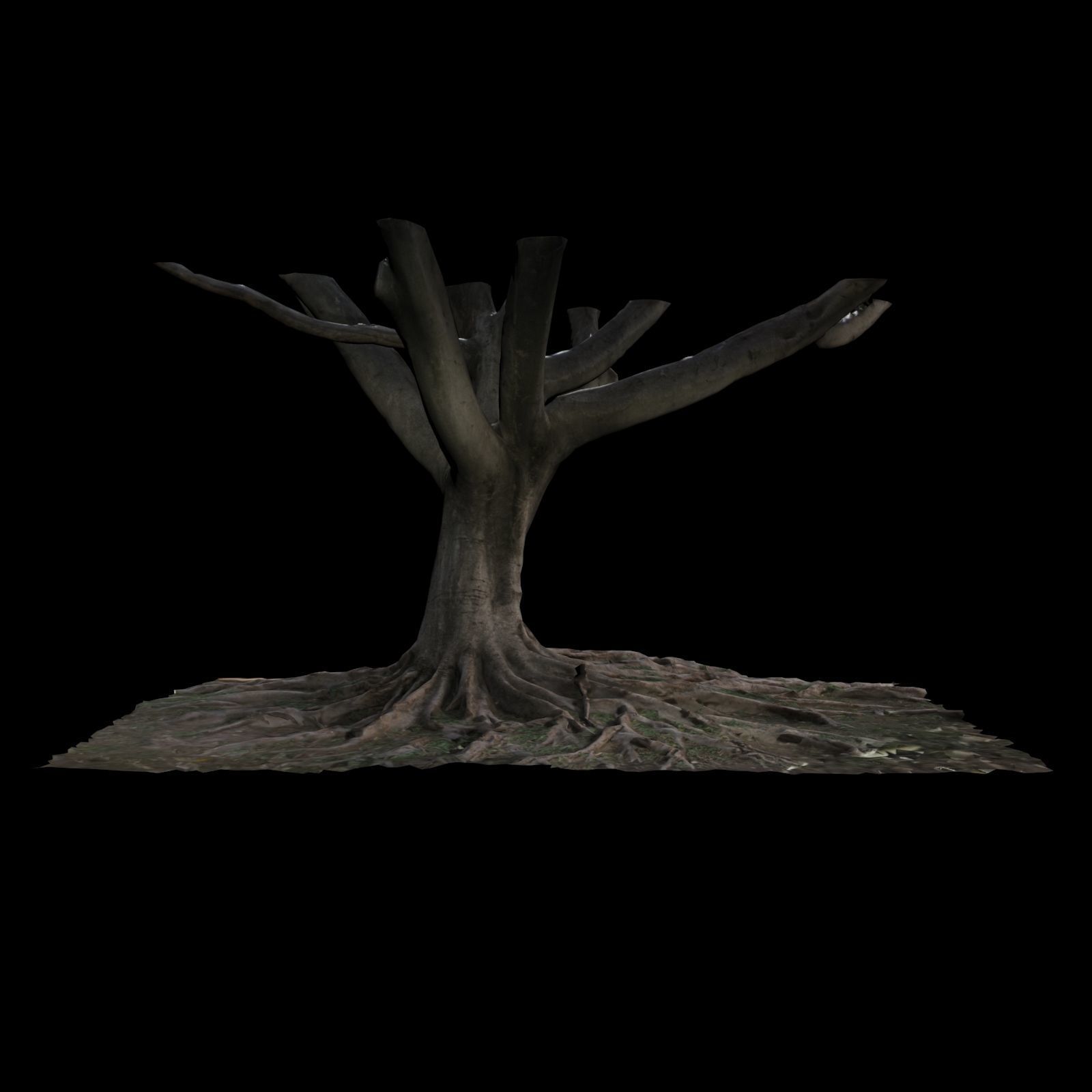 Ficus tree 3D model_4