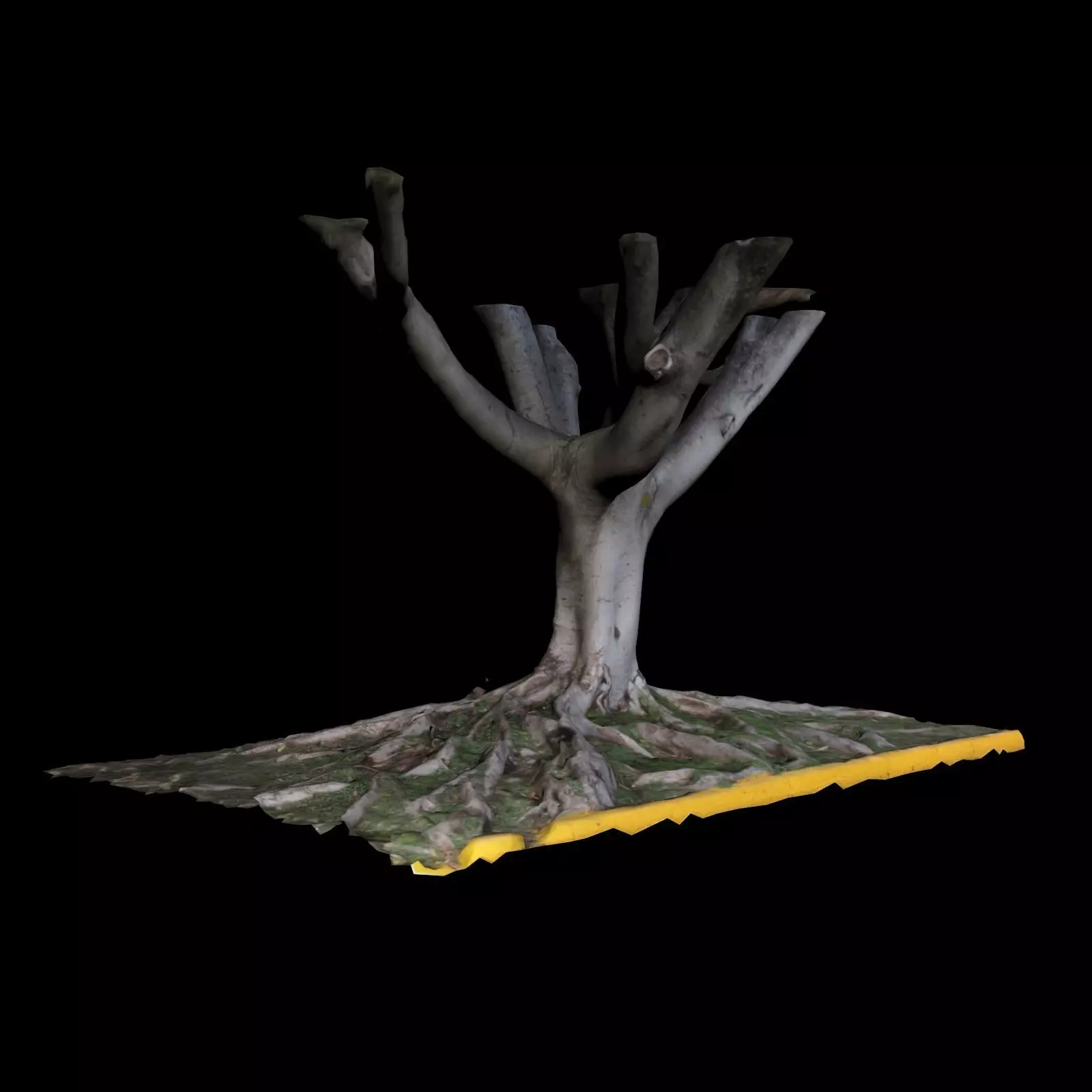 Ficus tree 3D model_0