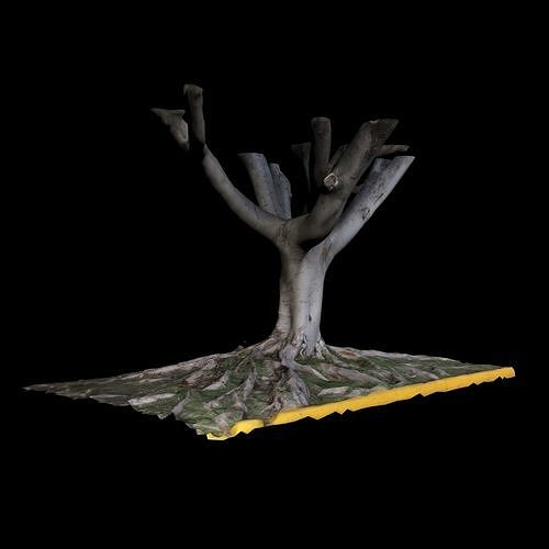 Ficus tree 3D model