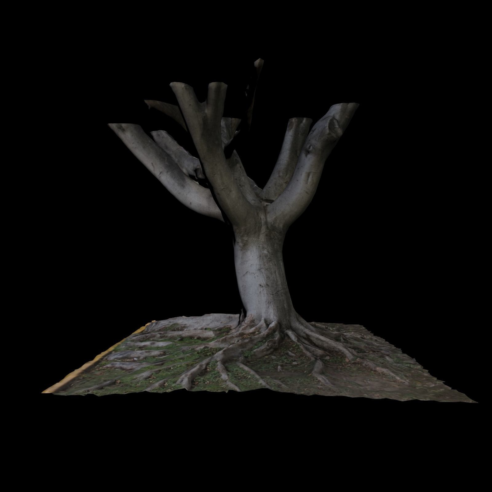 Ficus tree 3D model_3