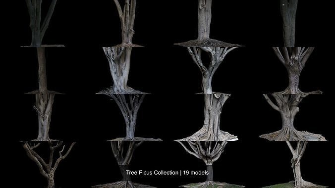 Tree Ficus Collection 