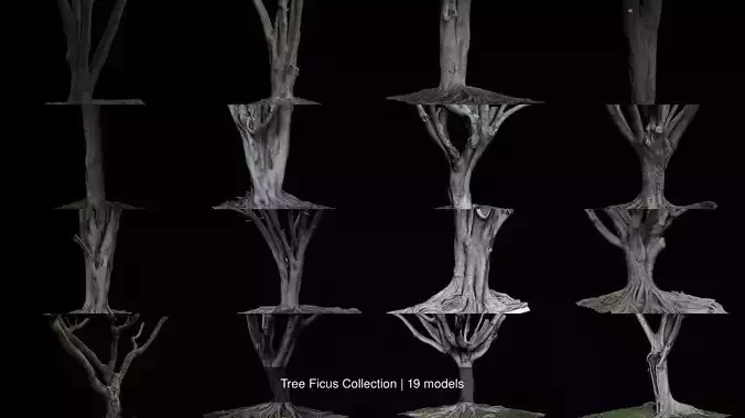 Tree Ficus Collection 