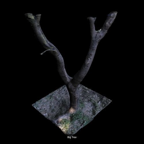 Big Tree Collection 