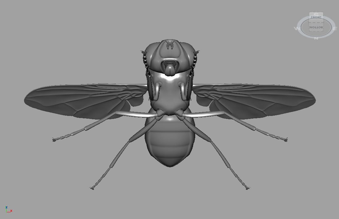 Fly insect 3D model_4