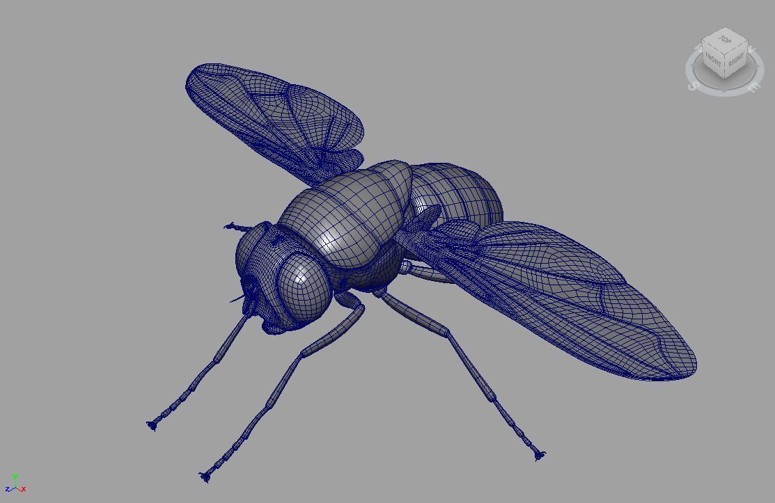 Fly insect 3D model_6