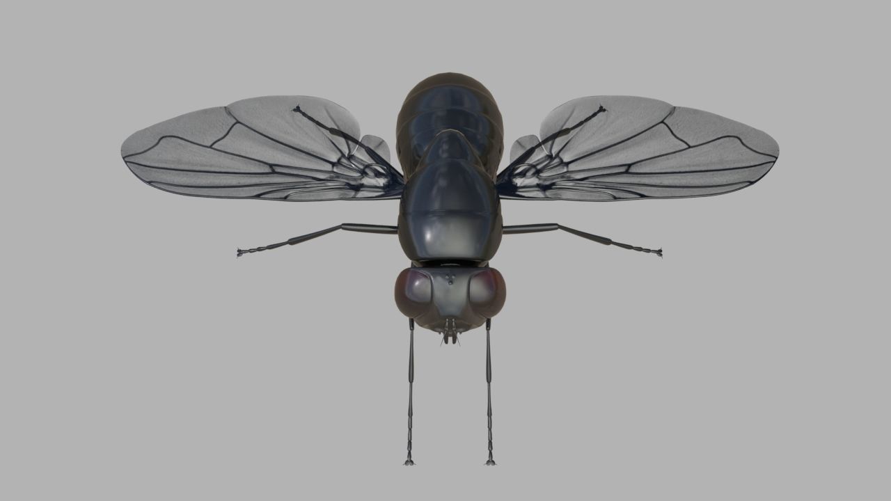 Fly insect 3D model_1