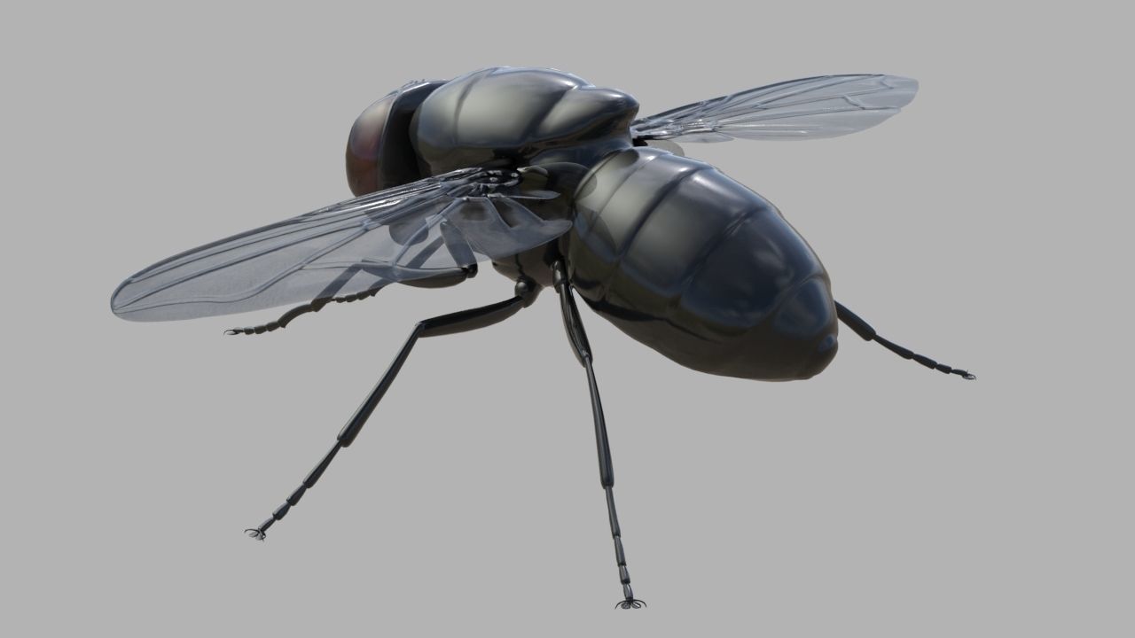Fly insect 3D model_2