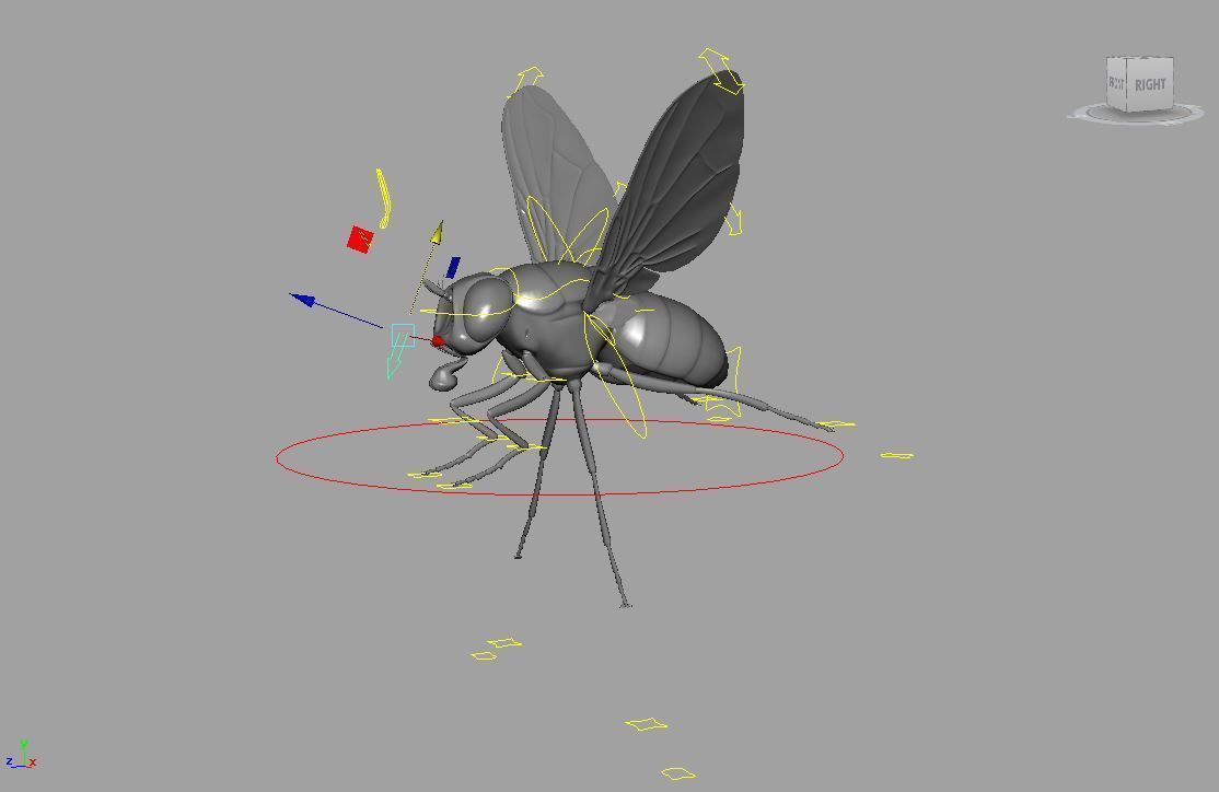 Fly insect 3D model_8