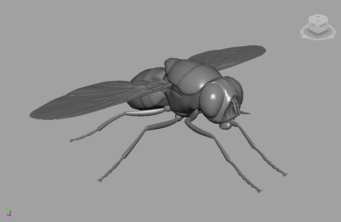 Fly insect 3D model_3