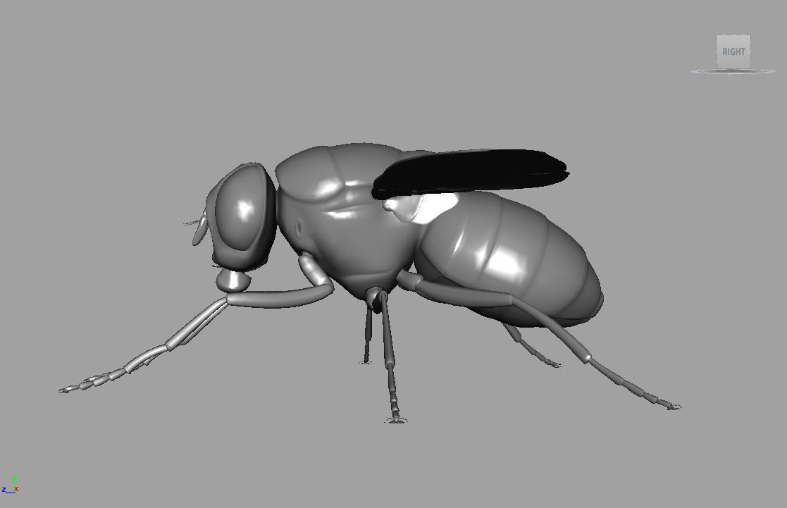 Fly insect 3D model_5