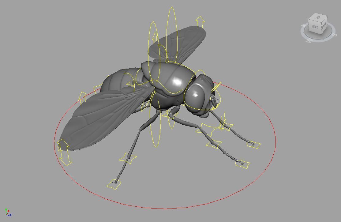 Fly insect 3D model_7