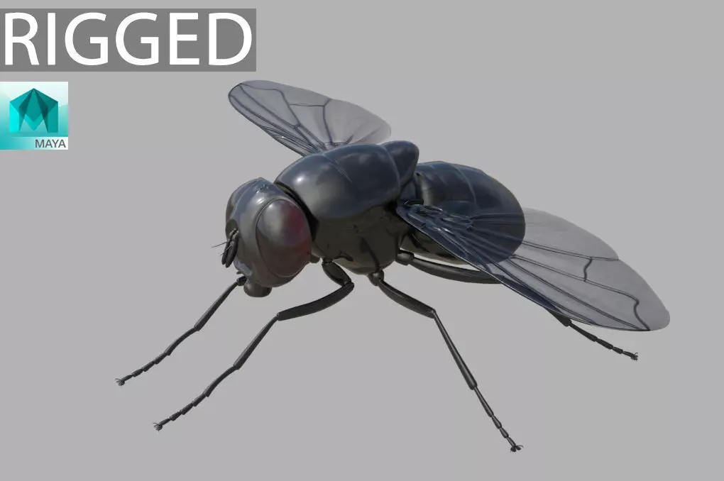 Fly insect 3D model_0