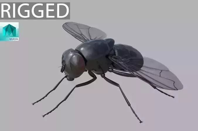 Fly insect 3D model