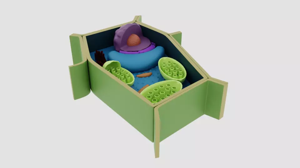 plant cell 3D model