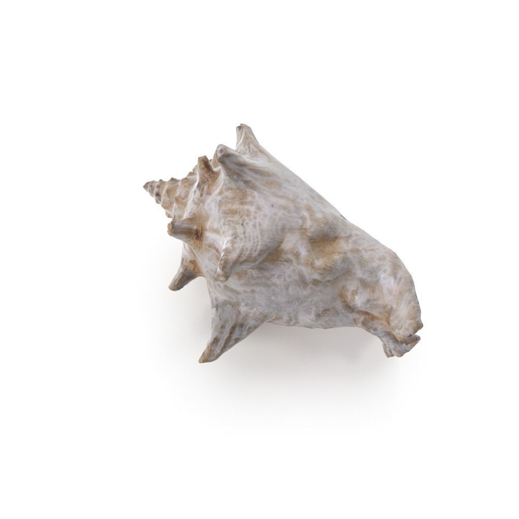 Shell 03 - Low and High Poly Versions Low-poly 3D model_7