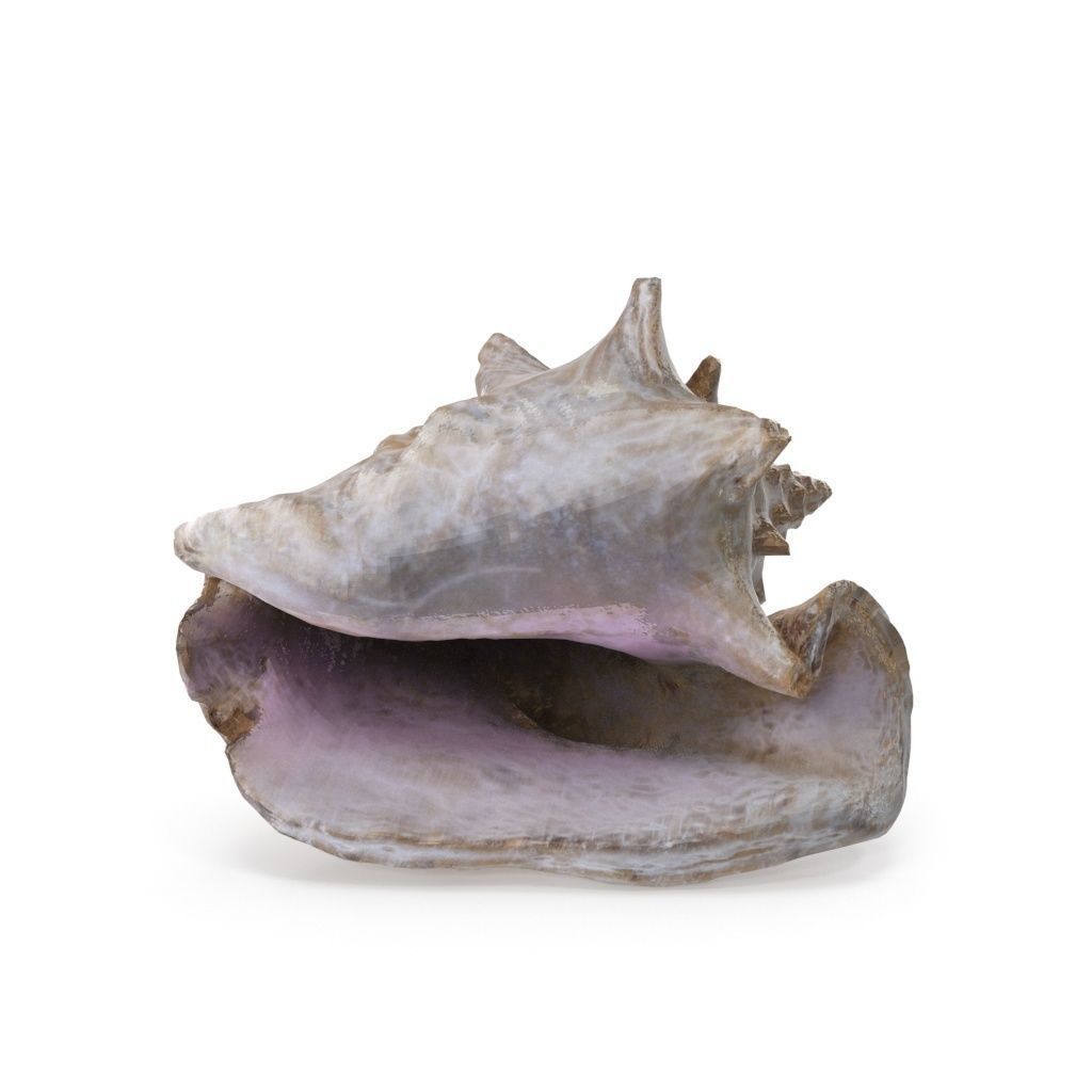 Shell 03 - Low and High Poly Versions Low-poly 3D model_16