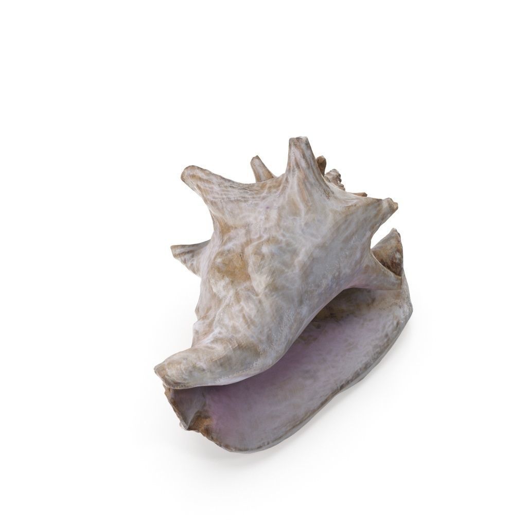 Shell 03 - Low and High Poly Versions Low-poly 3D model_9