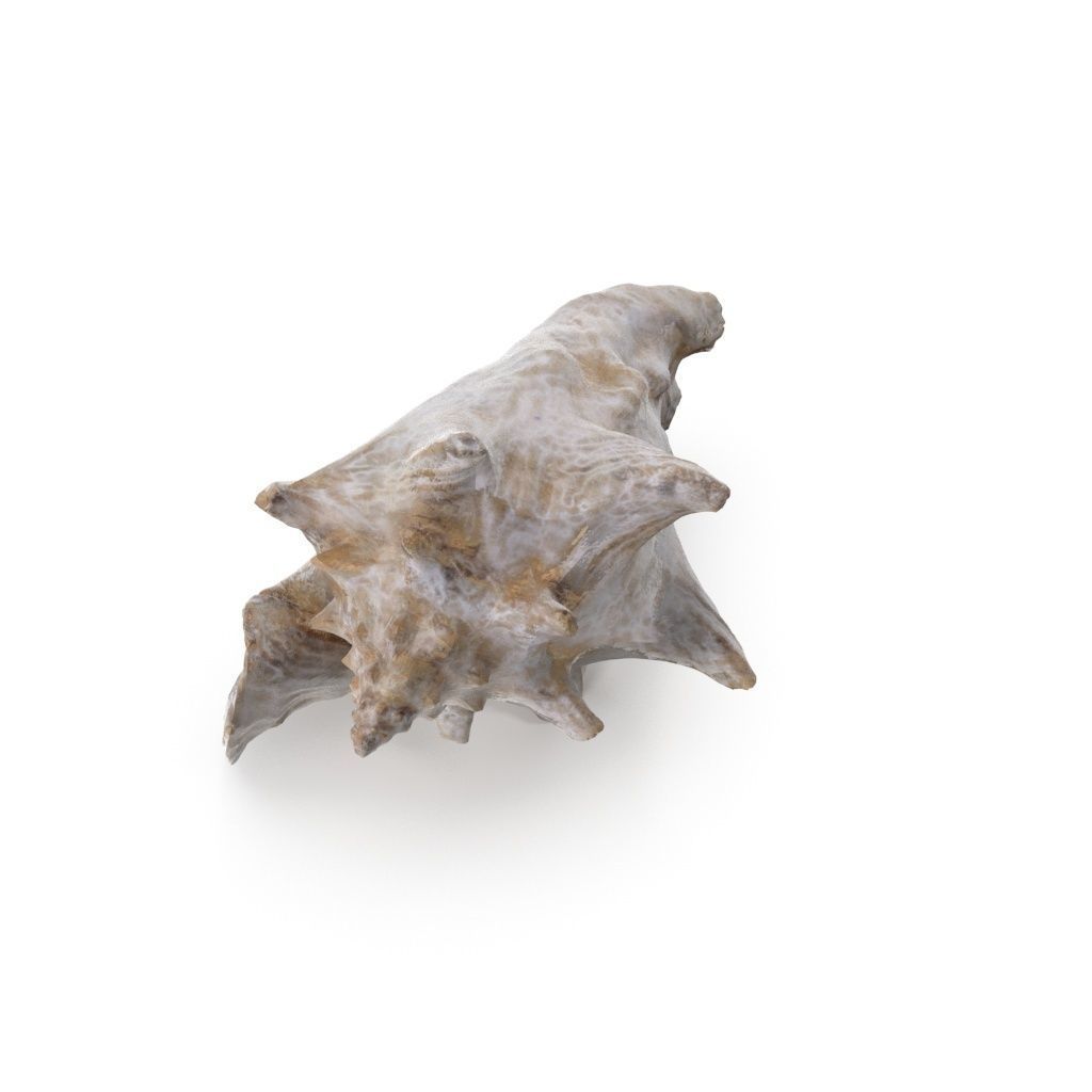 Shell 03 - Low and High Poly Versions Low-poly 3D model_8