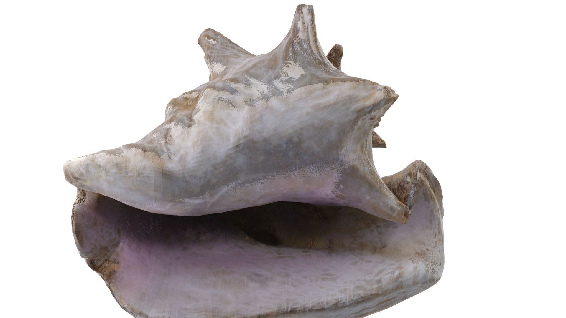 Shell 03 - Low and High Poly Versions Low-poly 3D model_20