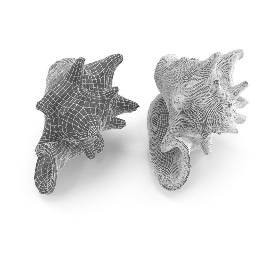Shell 03 - Low and High Poly Versions Low-poly 3D model_4