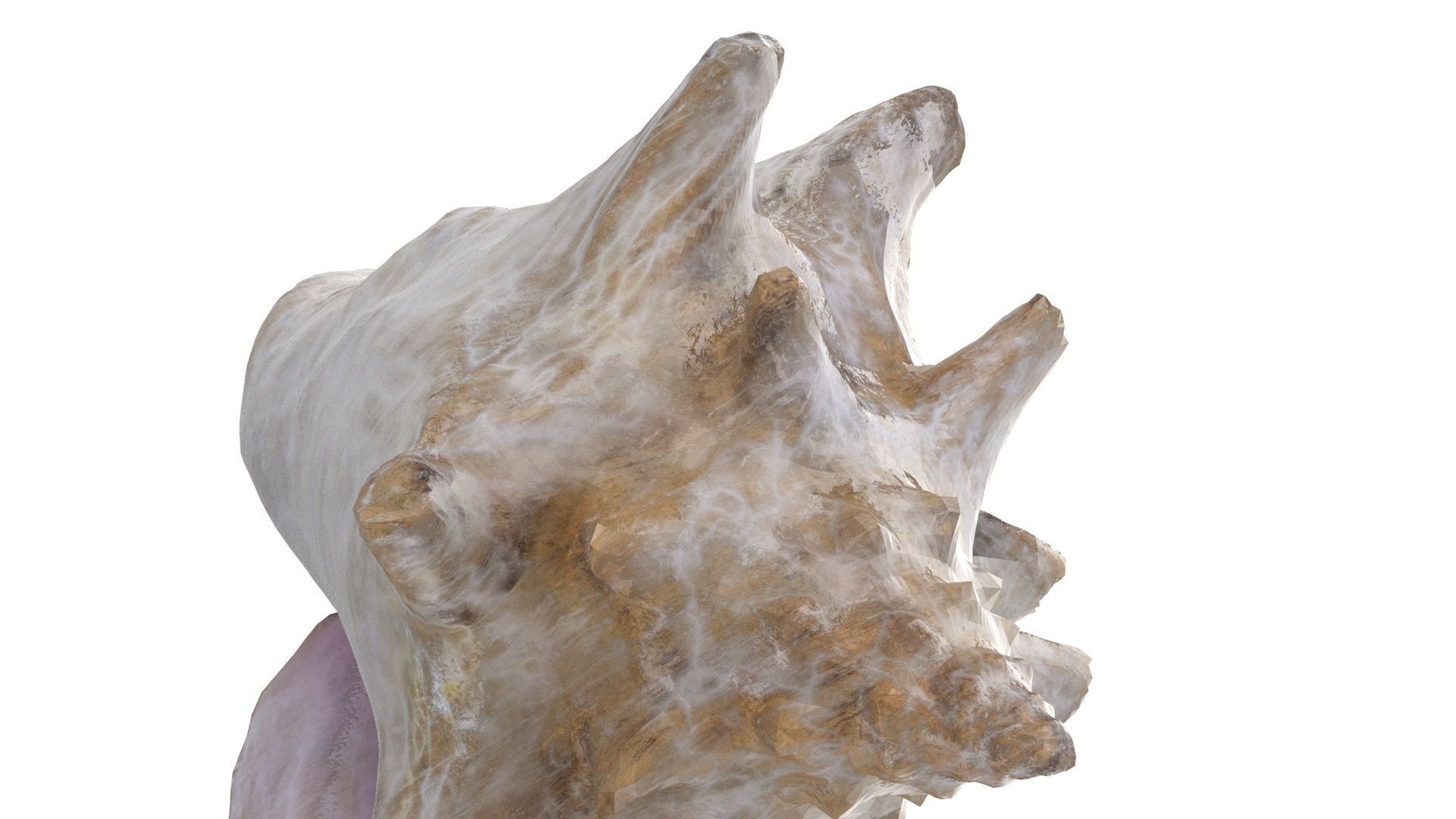 Shell 03 - Low and High Poly Versions Low-poly 3D model_18