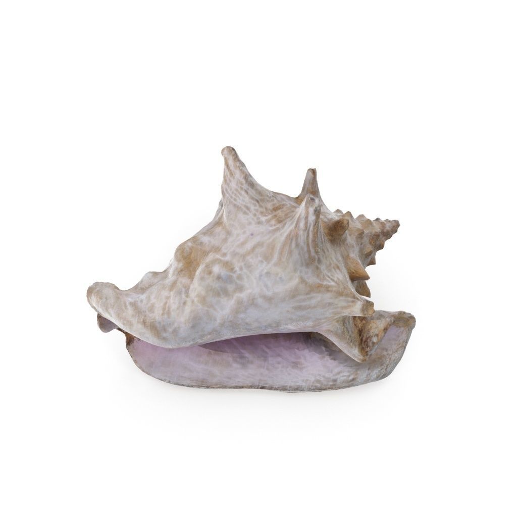 Shell 03 - Low and High Poly Versions Low-poly 3D model_1