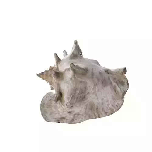 Shell 03 - Low and High Poly Versions Low-poly 3D model