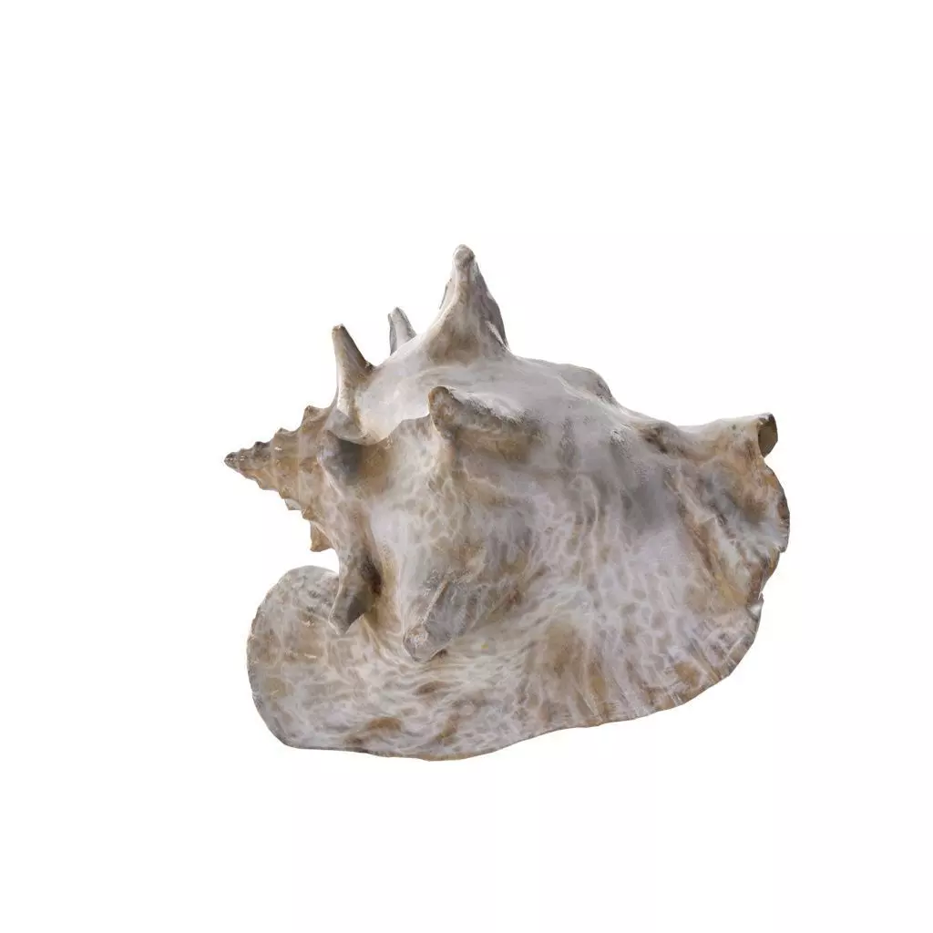 Shell 03 - Low and High Poly Versions Low-poly 3D model_0