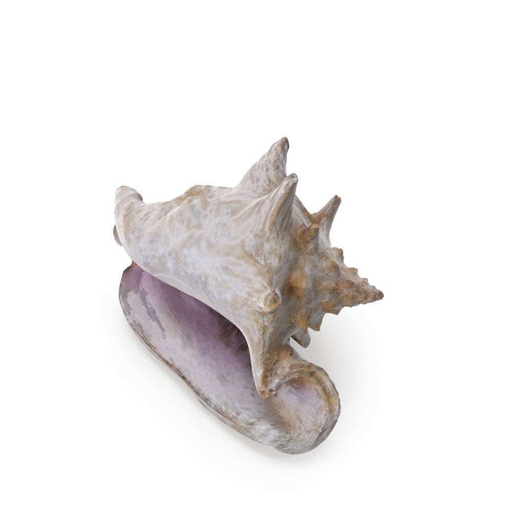 Shell 03 - Low and High Poly Versions Low-poly 3D model_10