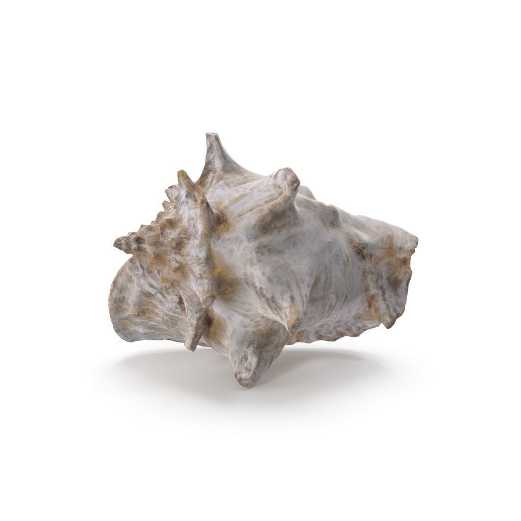 Shell 03 - Low and High Poly Versions Low-poly 3D model_15