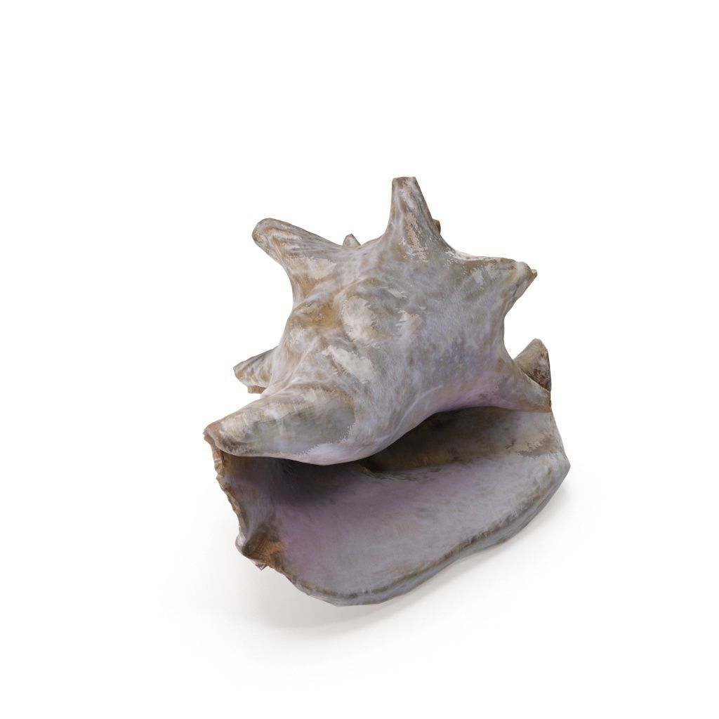 Shell 03 - Low and High Poly Versions Low-poly 3D model_13