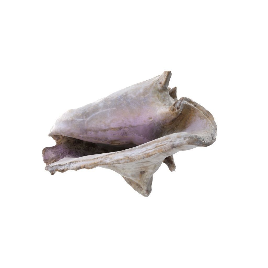 Shell 03 - Low and High Poly Versions Low-poly 3D model_21