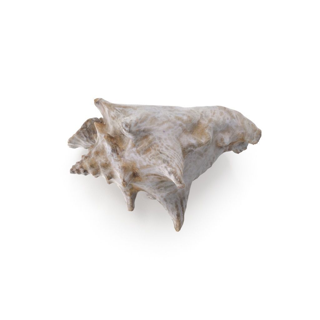 Shell 03 - Low and High Poly Versions Low-poly 3D model_6