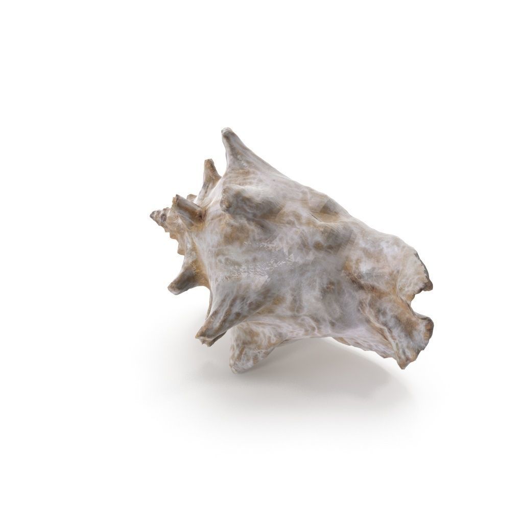 Shell 03 - Low and High Poly Versions Low-poly 3D model_12